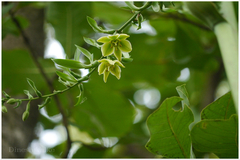 Furcraea foetida